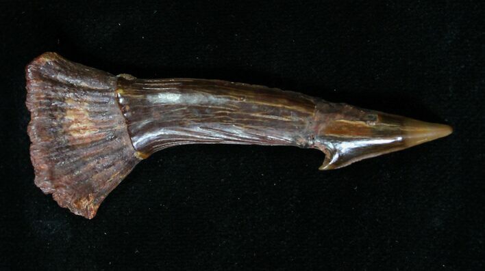 Onchopristis (Giant Sawfish) Rostral Barb/Tooth #18960